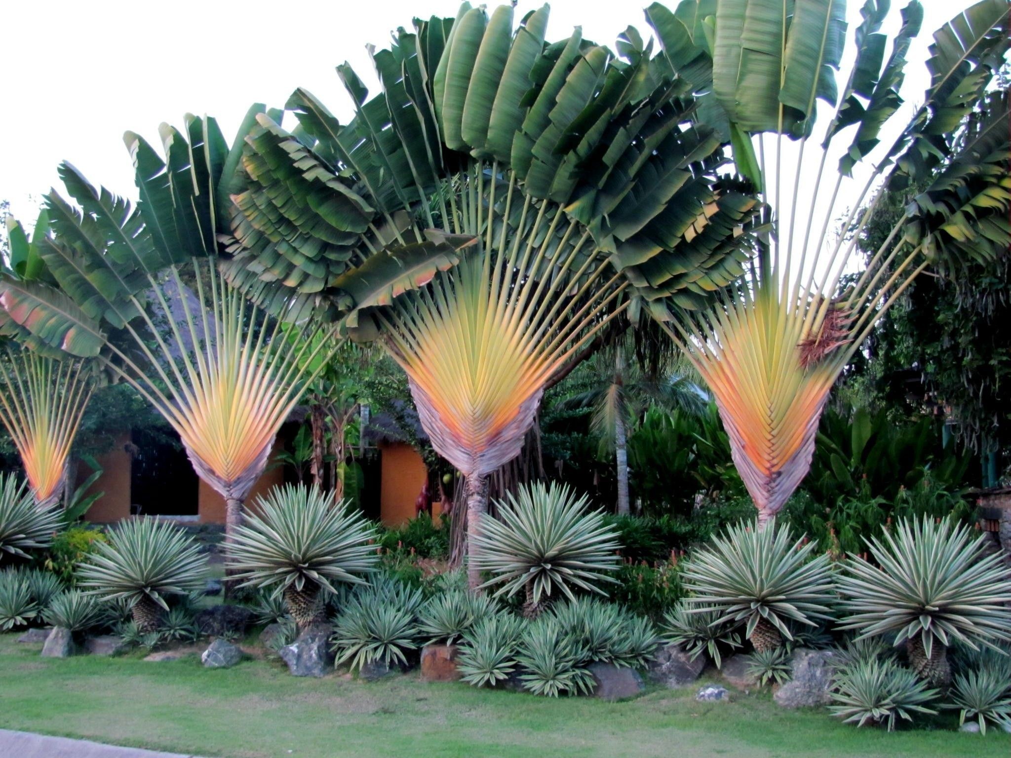 Ραβενάλα Μαδαγασκάρης (Ravenala madagascariensis) – Δέντρο του Ταξιδιώτη - 2